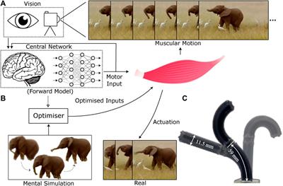 Visuo-dynamic self-modelling of soft robotic systems
